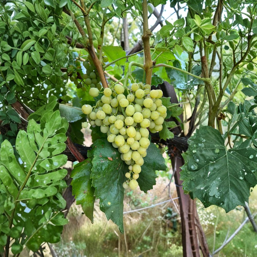 5 Diamond Muscat Seedless Grape Cuttings – Vitis vinifera Live Propagation Cuttings | Sweet Muscat Table Grape Variety | 钻石玫瑰葡萄 麝香葡萄插条 | US Seller