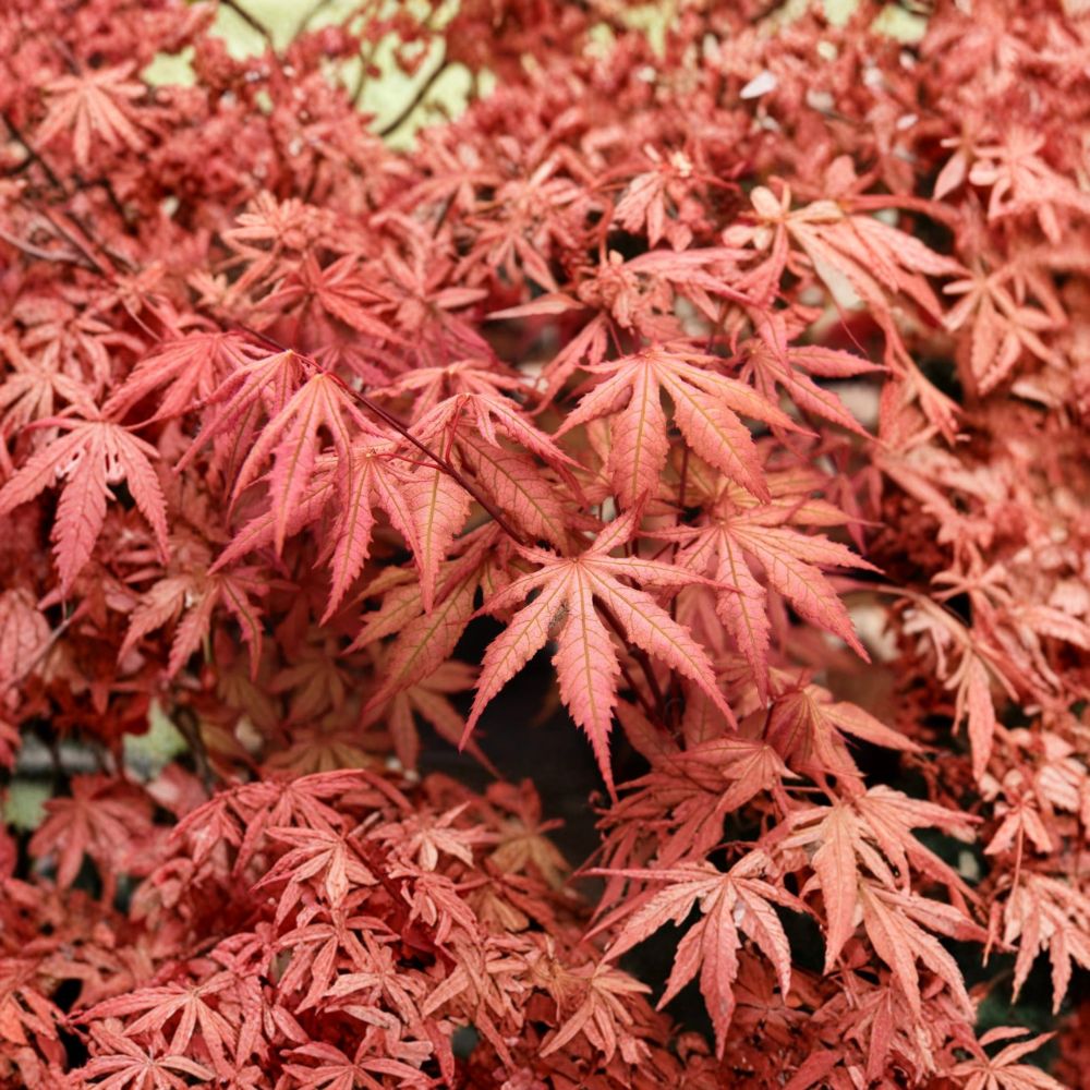 Acer palmatum ‘Nebula’ Japanese Maple – Rare Reticulated Ghost Maple | 25–35 Inches Tall | Variegated Collector Tree | #3 Container