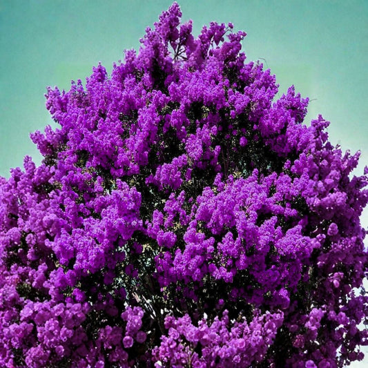 Dark Purple Crape Myrtle – Lagerstroemia Live Rooted Plants | Set of 2 | 6 Inches Tall | Bare Root Flowering Tree | Easy to Grow