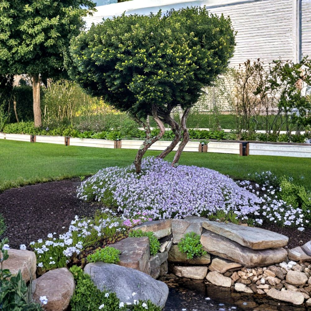 40 Creeping Phlox Lavender Plants – Phlox subulata Bare Roots | Deer Resistant Perennial Ground Cover | Full Sun | Easy to Grow