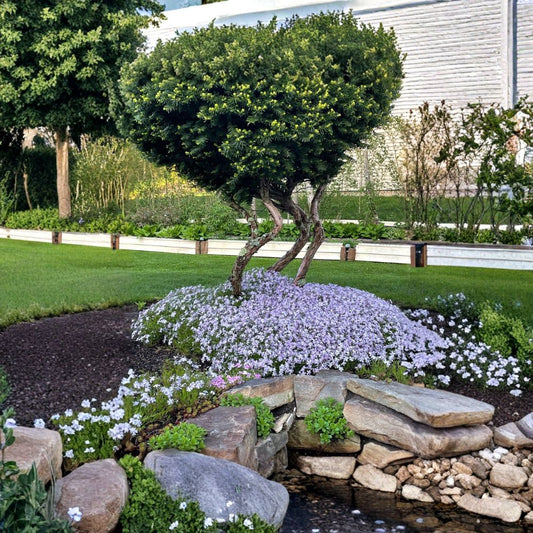 40 Creeping Phlox Lavender Plants – Phlox subulata Bare Roots | Deer Resistant Perennial Ground Cover | Full Sun | Easy to Grow