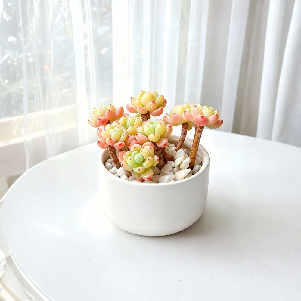Sedum Clavatum – Sedum clavatum Live Succulent | 3.5 Inches | Bare Root | Rare Blue-Green Rosette | Easy to Grow