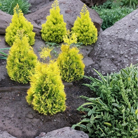 Sunkist Arborvitae – Thuja occidentalis 'Sunkist' Live Plant | 1 Quart Size | Golden Evergreen Shrub | Compact Landscape Plant | Ships in Fabric Grow Bag