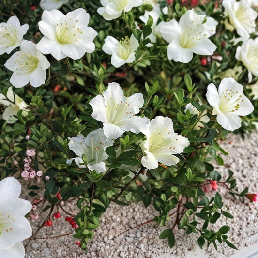 White Gumpo Dwarf Azalea Live Starter Plant | Bare Root Starter | Evergreen Flowering Shrub | Shade Garden Friendly | Easy to Grow
