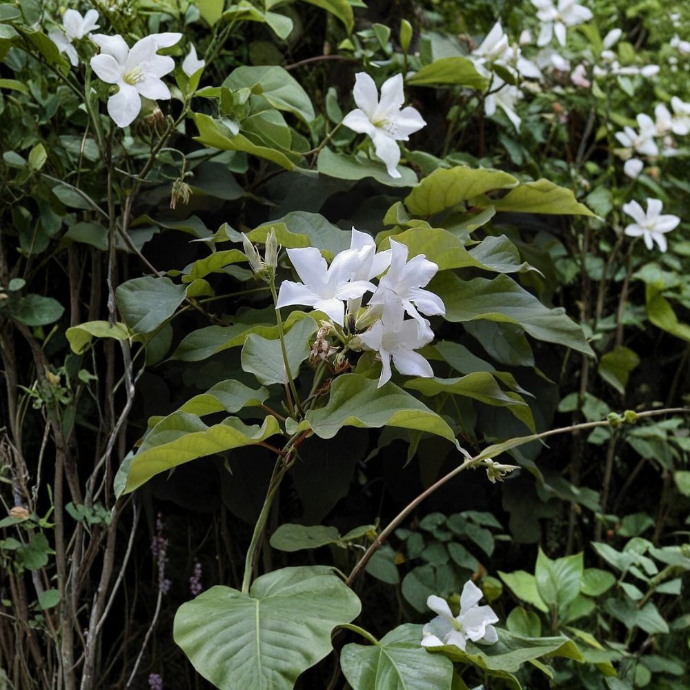 Brazilian Jasmine Seeds – Mandevilla laxa (suaveolens) | 8 Seeds | Fragrant White Climbing Vine | Tropical Flower