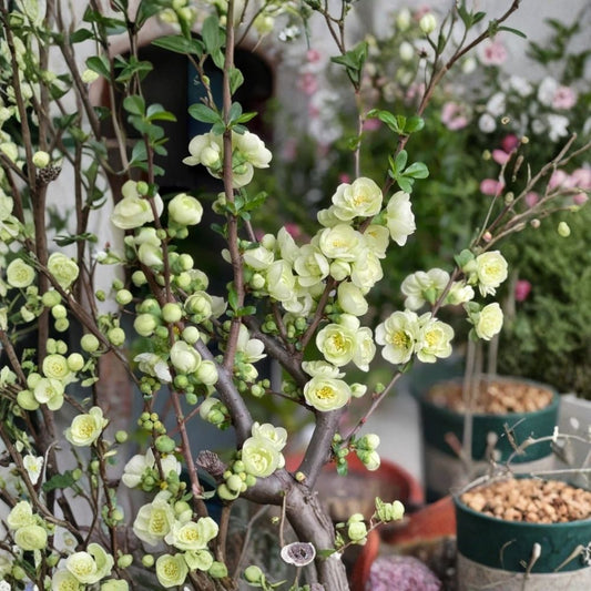 Japanese Flowering Quince ‘Emerald Begonia’ – Chaenomeles Live Plant | 2 Gallon Size | Light Green Flowers | Ornamental Fruit Shrub | Bonsai Friendly | Live Garden Plant