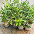 Camellia sinensis Anji White Tea Plant – Live Tea Plant | Includes Nursery Pot Premium Chinese Green Tea Variety | Rare Anji Bai Cha | 安吉白茶苗