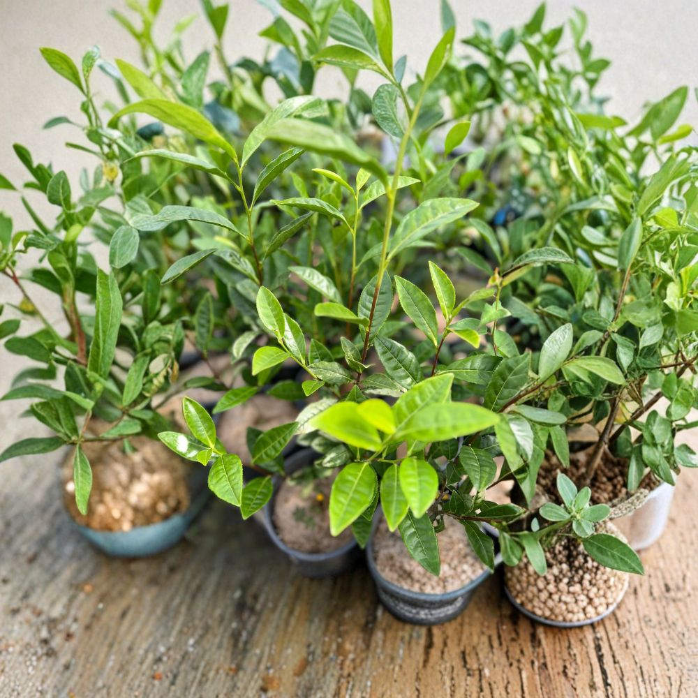 Camellia sinensis Anji White Tea Plant – Live Tea Plant | Includes Nursery Pot Premium Chinese Green Tea Variety | Rare Anji Bai Cha | 安吉白茶苗