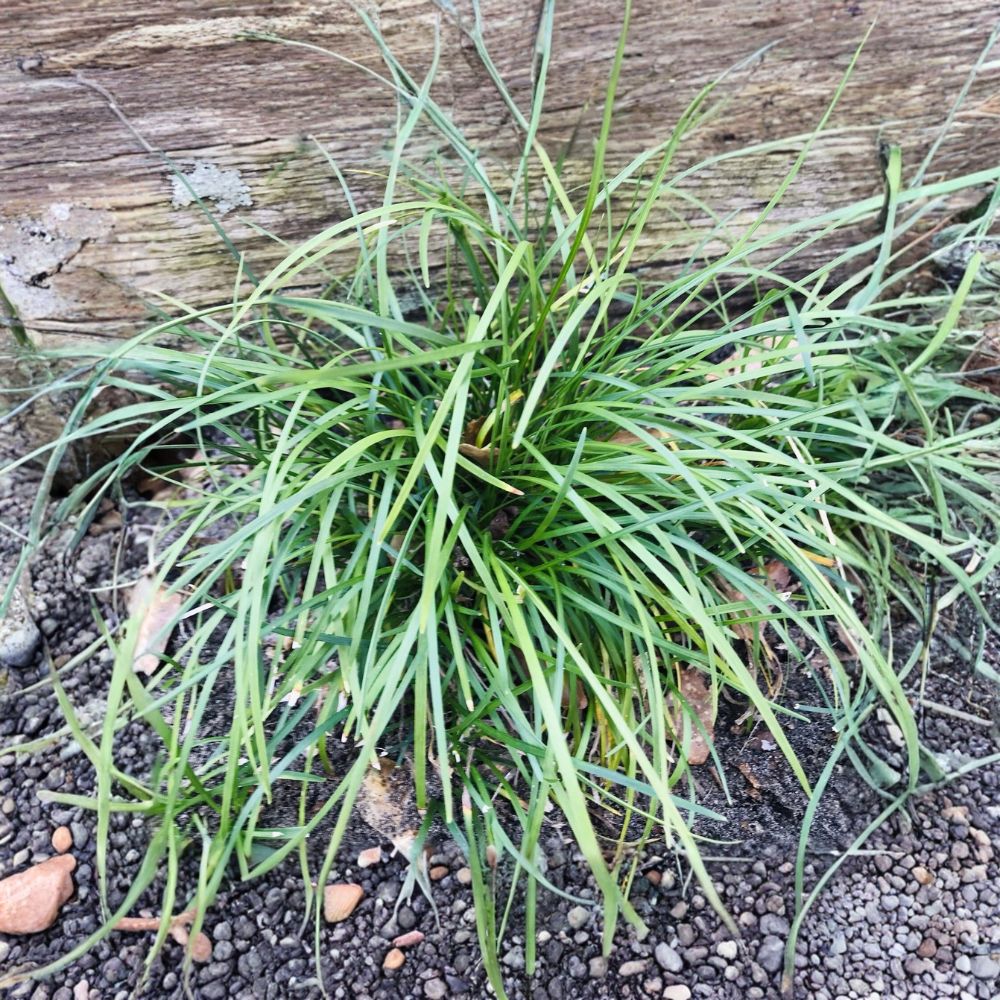 50 Mondo Grass Plugs – Ophiopogon japonicus Bare Root | Evergreen Ground Cover | Border Grass | Shade & Sun Friendly | Easy to Grow