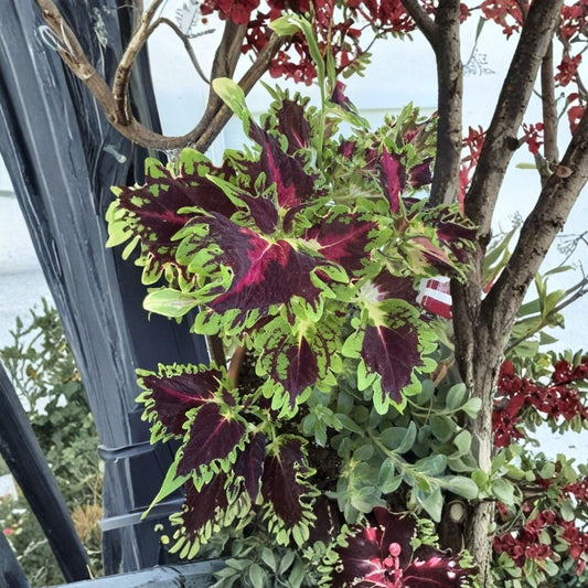 Mixed Variety Coleus Live Plants – 3 Rooted Plants | 3–8 Inch Tall | Colorful Foliage | Indoor & Outdoor Container Plant | Easy-Care Garden Plant