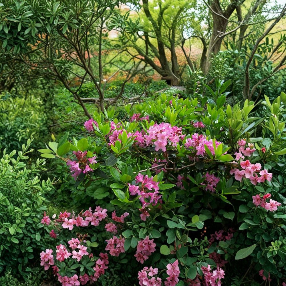 Rhododendron myrtifolium – Dwarf Evergreen Rhododendron | Lilac Lavender Blooms | #2 Container Plant | Cold Hardy Compact Shrub