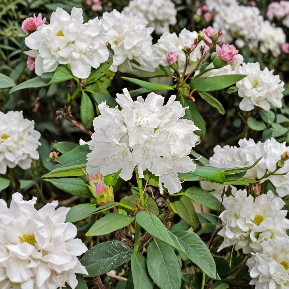 Rhododendron ‘Boule de Neige’ Live Evergreen Shrub | Bright White Blooming Rhododendron | Hardy Landscape Plant | Field Grown 12–15 Inches Wide