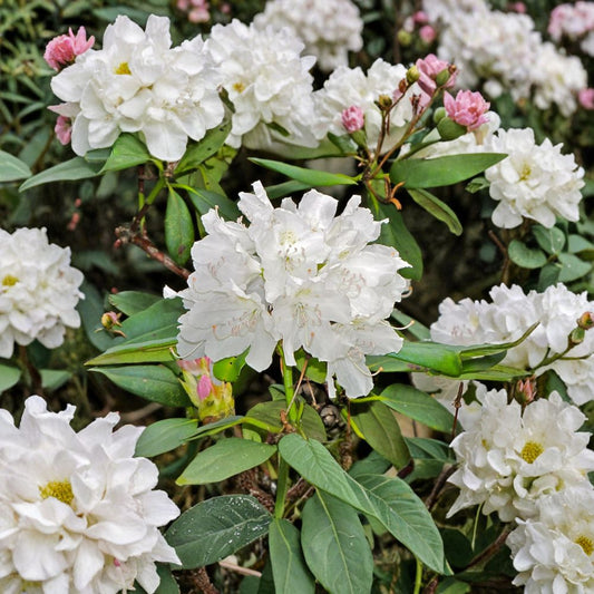 Rhododendron ‘Boule de Neige’ Live Evergreen Shrub | Bright White Blooming Rhododendron | Hardy Landscape Plant | Field Grown 12–15 Inches Wide