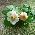 Chinese Sweetshrub – Live Rare Flowering Shrub | 2 Gallon Pot Plant | Sinocalycanthus chinensis | Exotic Deciduous Garden Plant