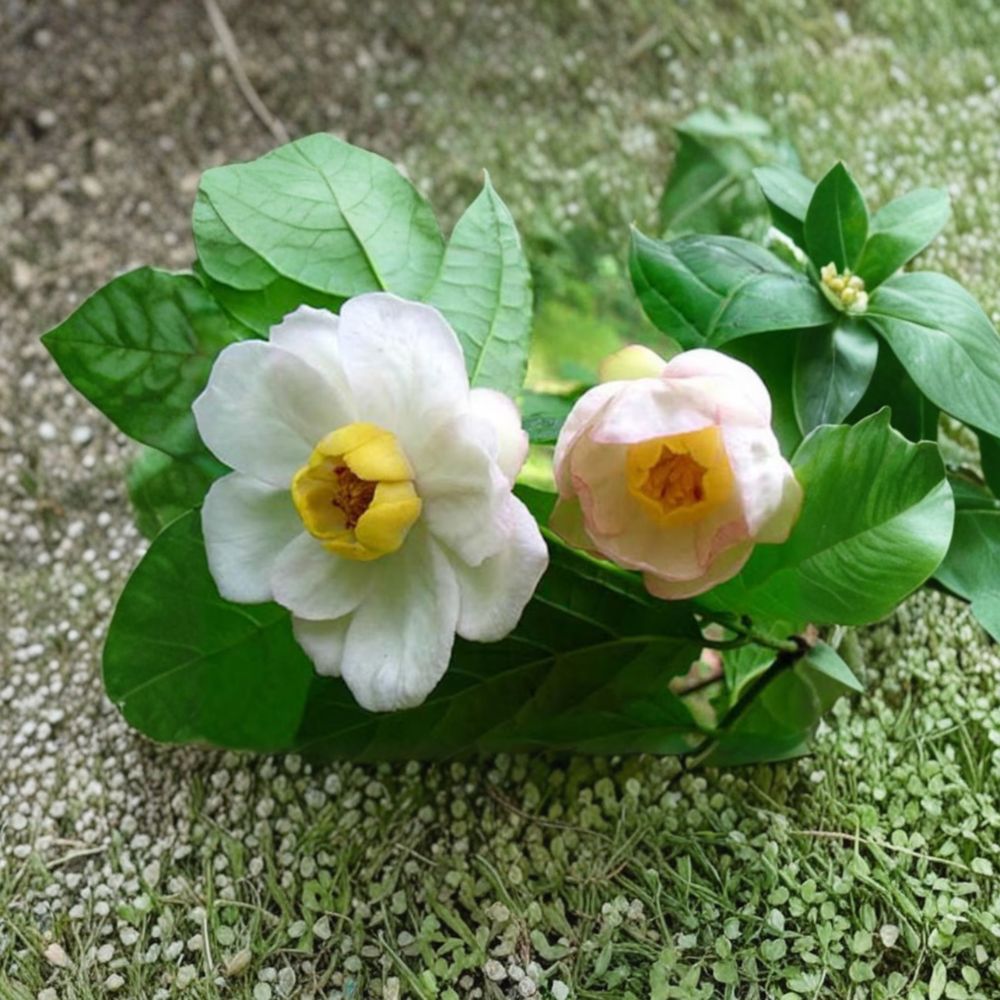Chinese Sweetshrub – Live Rare Flowering Shrub | 2 Gallon Pot Plant | Sinocalycanthus chinensis | Exotic Deciduous Garden Plant