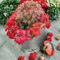 Acer palmatum dissectum ‘Crimson Queen’ – Weeping Japanese Maple Live Tree | 18–25 Inches Tall | Crimson Laceleaf Maple | #3 Container