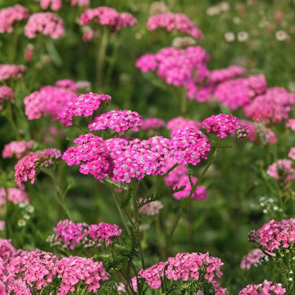 Yarrow 'Cerise Queen' Live Starter Plant | 2.5 Inch Pot | Achillea Perennial | Pink Flowering Plant | Pollinator Friendly | Easy to Grow
