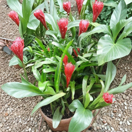 5 Assorted Live Potted Plants | Grower's Choice | Mini Houseplants | Terrarium & Fairy Garden Plants | Party Favors