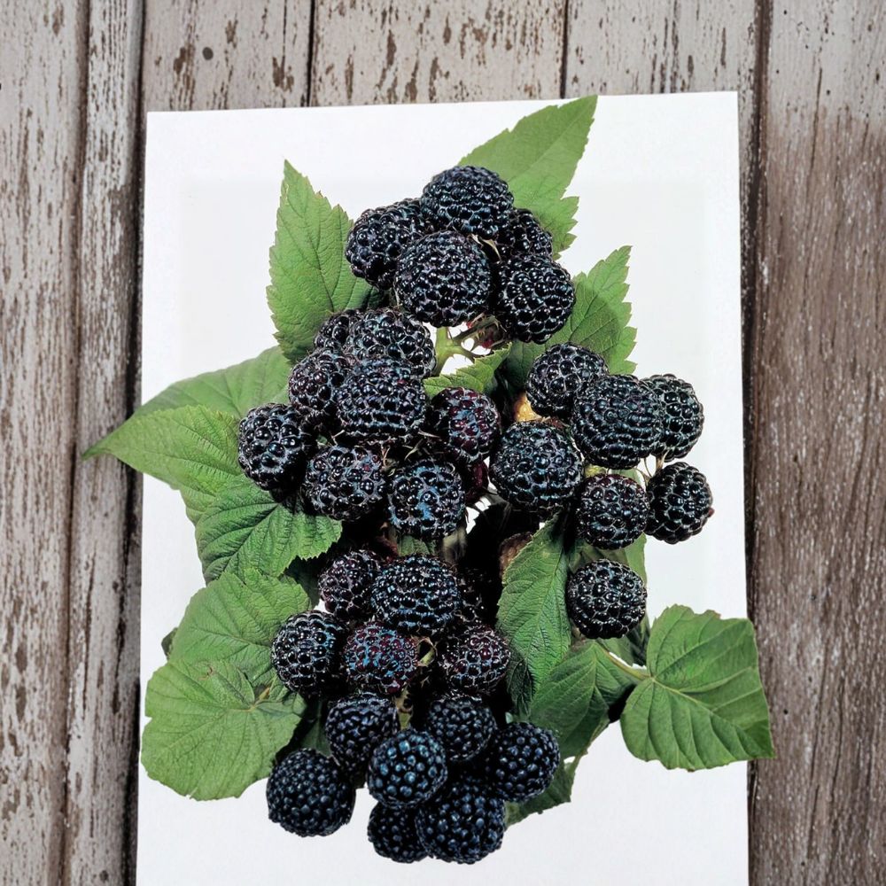 Jewel Black Raspberry – Live Rooted Raspberry Plant | Large Sweet Black Berries | Zones 4–8