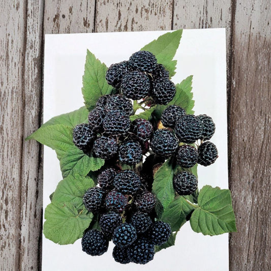 Jewel Black Raspberry – Live Rooted Raspberry Plant | Large Sweet Black Berries | Zones 4–8
