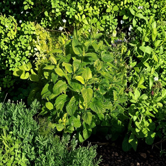 Lemon Balm Live Plants – Set of 2 | Melissa officinalis | 3–6 Inch Aromatic Herb Starters | Edible Perennial | No Pot