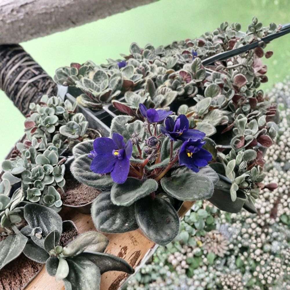 Cobalt Blue Purple African Violet Live Plant | Includes 4 Inch Nursery Pot | Flowering Houseplant | Gift Size | Easy to Grow