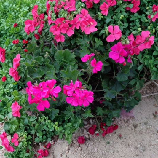 Bright Pink Ivy Geranium – Pelargonium peltatum Fresh Cuttings | Set of 4 | 6 Inches Long | Trailing Flowering Plant | Easy to Grow