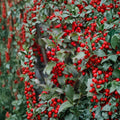 Blue Princess Holly – Live Female Evergreen Holly | 1 Gallon Pot Plant | Ilex x meserveae With Red Winter Berries | Landscape Privacy Shrub
