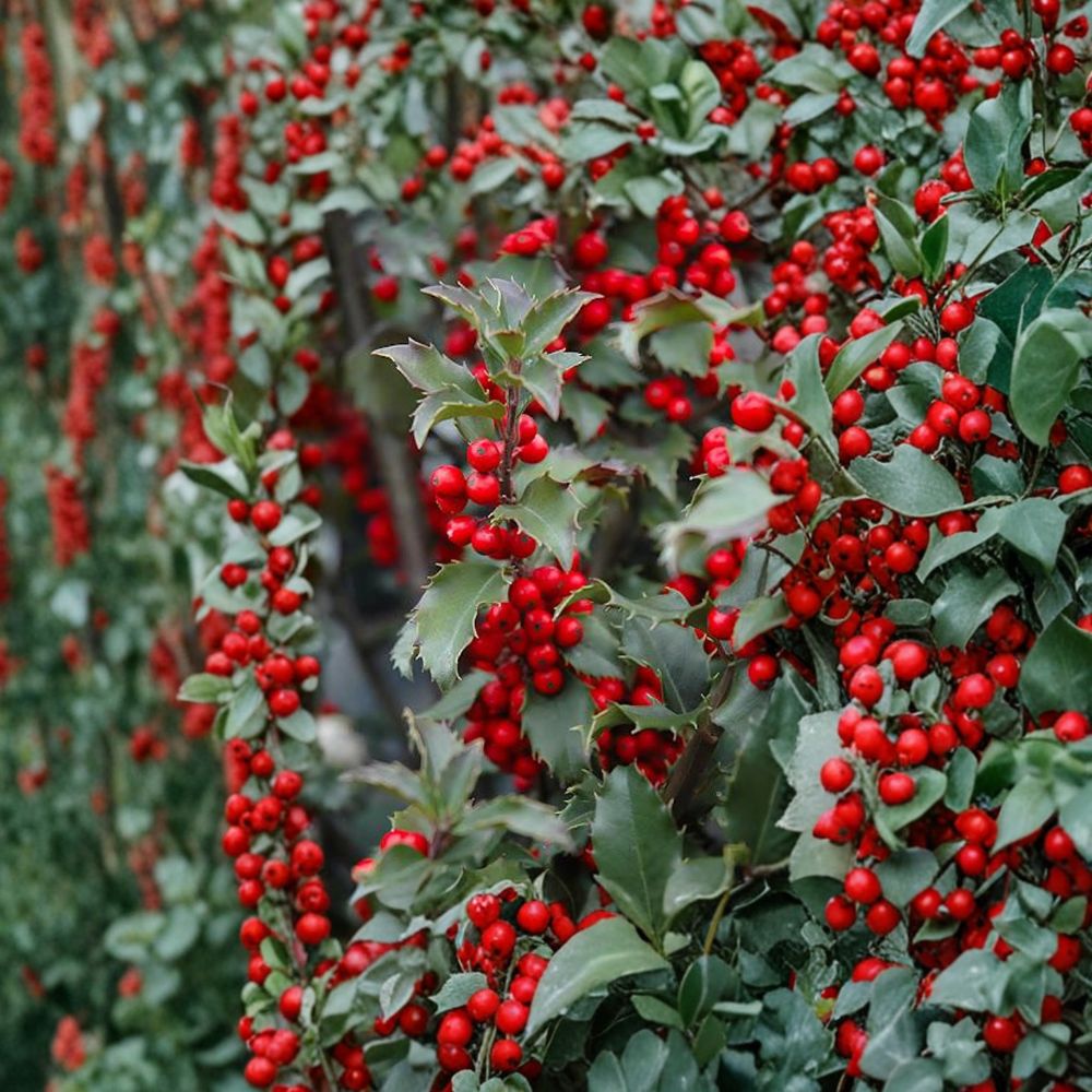 Blue Princess Holly – Live Female Evergreen Holly | 1 Gallon Pot Plant | Ilex x meserveae With Red Winter Berries | Landscape Privacy Shrub