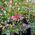 Goldflame Honeysuckle Vine – Purple Coral Honeysuckle | Fragrant Climbing Flower Vine