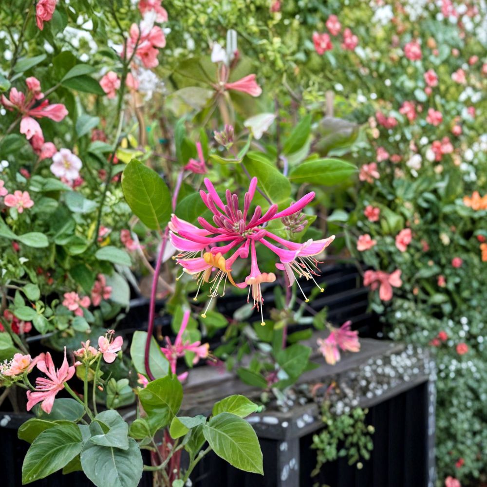 Goldflame Honeysuckle Vine – Purple Coral Honeysuckle | Fragrant Climbing Flower Vine