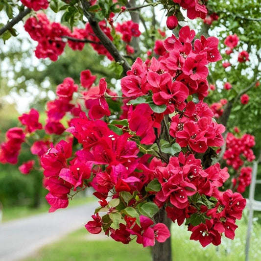 Bougainvillea 'James Walker' Live Plant – Well Rooted Starter Plant | 3 Inch Pot | Orange-Red Blooms | Tropical Flowering Vine | Patio & Garden Plant