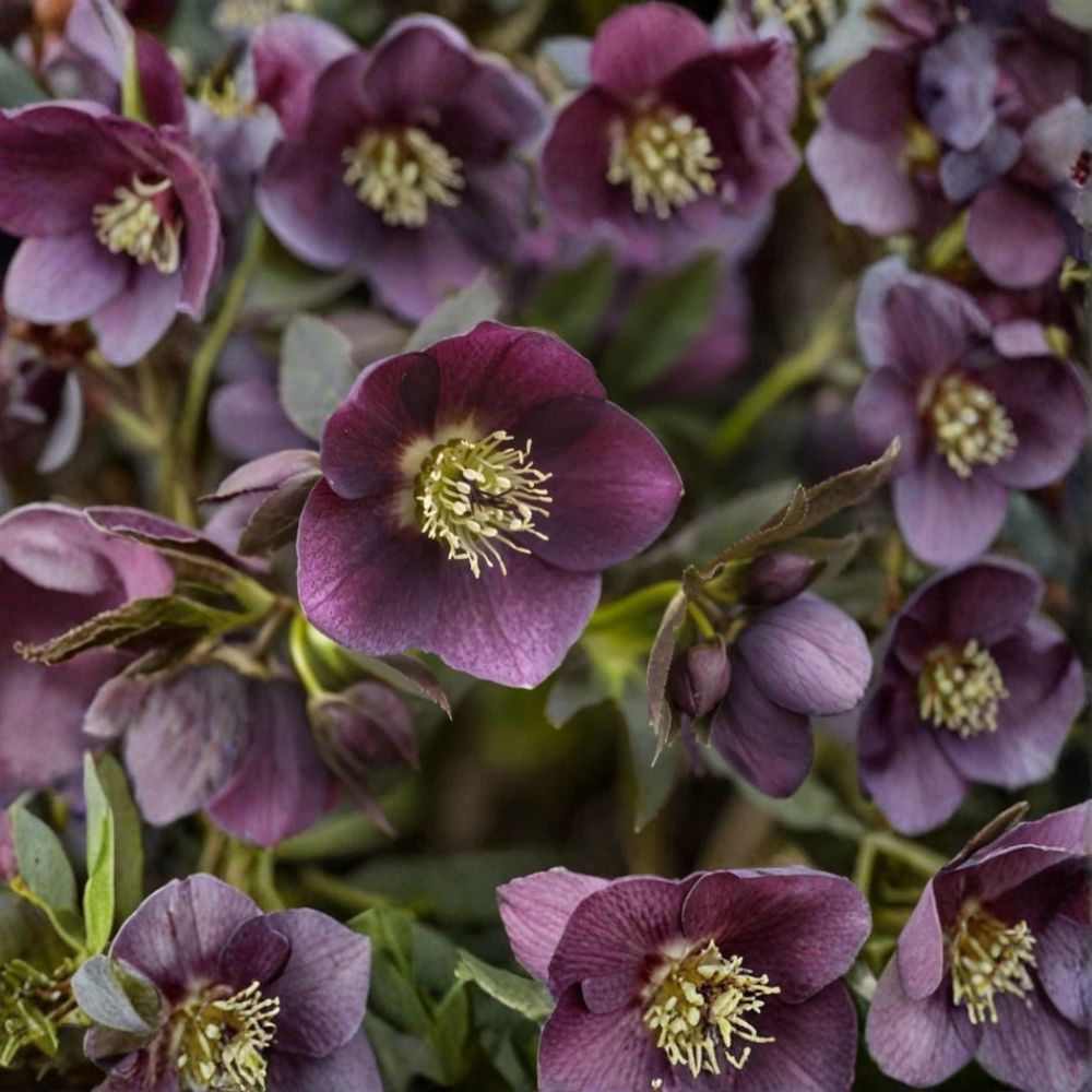 Ruby Red Lenten Rose – Helleborus orientalis Live Bare Root Plant | Healthy Rooted Perennial | Shade Garden Favorite | Easy to Grow