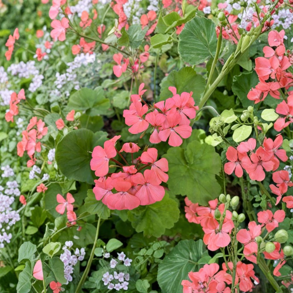 Salmon Pink Geranium Seeds – Pelargonium Annual Flower | 15 Seeds Included | Bright Summer Blooms | Container & Hanging Basket Friendly | Easy to Grow