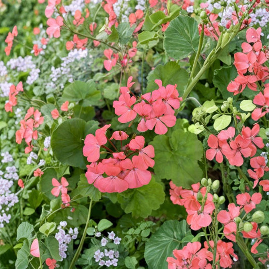 Salmon Pink Geranium Seeds – Pelargonium Annual Flower | 15 Seeds Included | Bright Summer Blooms | Container & Hanging Basket Friendly | Easy to Grow