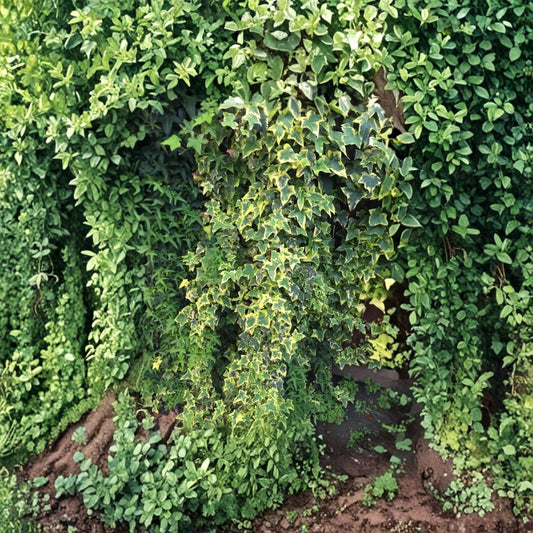 Variegated Ivy Cuttings – Organic Live Plant | 6 Unrooted Vines 6" | Indoor Outdoor Houseplant | Easy Propagation