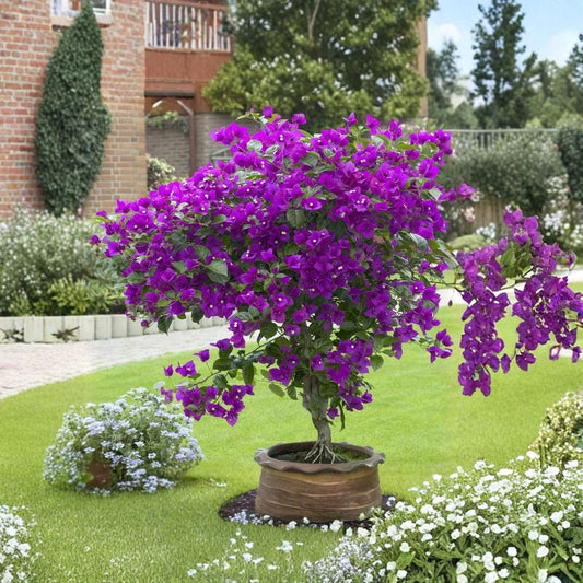 Violet Bougainvillea Live Starter Plant | Well Rooted Plug in 3 Inch Pot | Tropical Flowering Vine | Patio & Garden Friendly | Easy to Grow