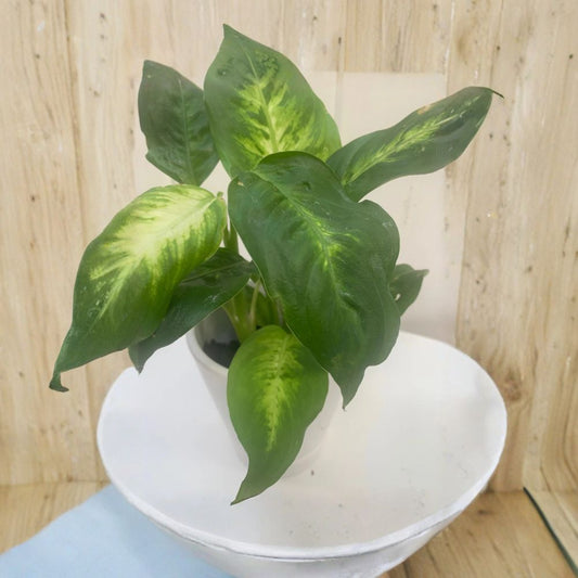 Rooted Pothos Houseplant Bundle – Epipremnum aureum Live Plants | 3 Rooted Pots | Easy Care Indoor Plant | Balcony & Home Décor | Air Purifying