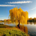 Golden Weeping Willow – Salix alba ‘Tristis’ Live Tree | 3 Feet Tall | Includes Nursery Pot Ornamental Shade Tree | Fast Growing Landscape Favorite | Patio & Backyard Friendly