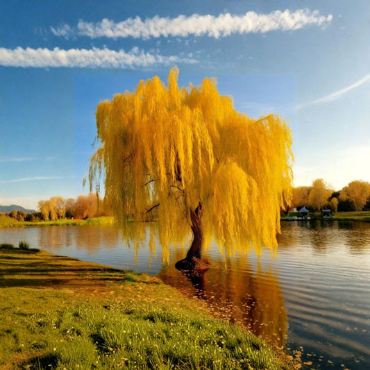Golden Weeping Willow – Salix alba ‘Tristis’ Live Tree | 3 Feet Tall | Includes Nursery Pot Ornamental Shade Tree | Fast Growing Landscape Favorite | Patio & Backyard Friendly