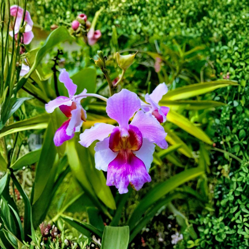 Miss Joaquim 'Douglas' Orchid – Rooted Live Cutting | 5–8 Inches Long | Vanda Orchid | Easy to Grow