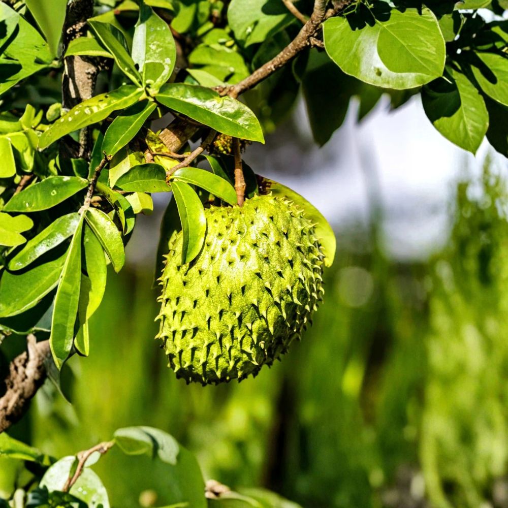 Soursop Tree – Annona muricata Live Seedling | 4 Inches Tall | Includes Nursery Pot | Tropical Fruit Starter | Patio & Backyard Friendly | Easy to Grow