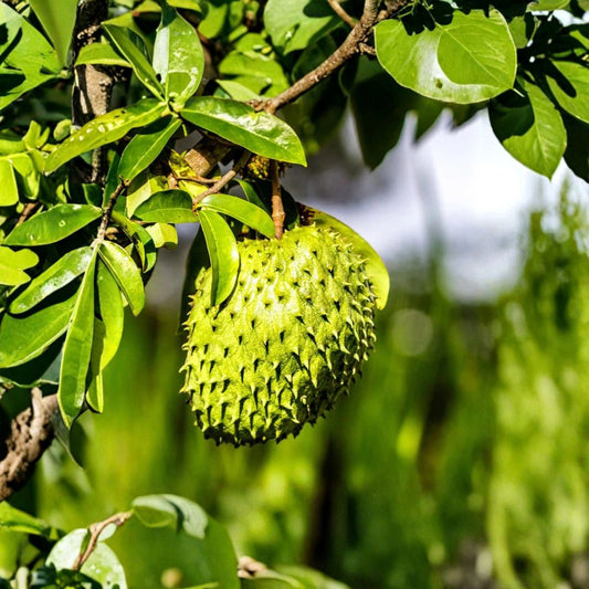 Soursop Tree – Annona muricata Live Seedling | 4 Inches Tall | Includes Nursery Pot | Tropical Fruit Starter | Patio & Backyard Friendly | Easy to Grow