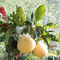 Golden Delicious Apple Tree – Malus domestica Live Bare Root Tree | 32 Inches Tall | Sweet Crisp Yellow Apple Variety | ゴールデンデリシャス 金冠苹果