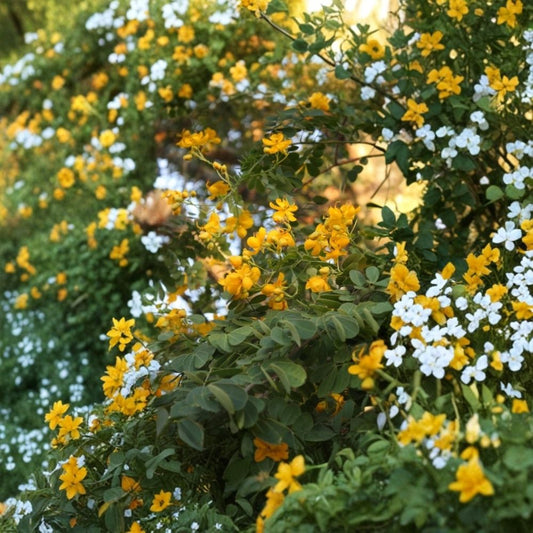Cassia Butterfly Host Plant Live – Senna spp. | 3–5 Inch Starter Plant | Ships Without Pot | Butterfly Garden Plant | Pollinator-Friendly Perennial