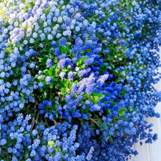 California Lilac Cuttings – 3 Live Unrooted Cuttings | 6 Inches Long | Ceanothus | Evergreen Flowering Shrub | Easy to Grow
