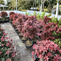 Acer palmatum ‘Red Baron’ – Upright Red Japanese Maple Live Tree | 25–35 Inches Tall | Burgundy to Purple Fall Color | #3 Container Size