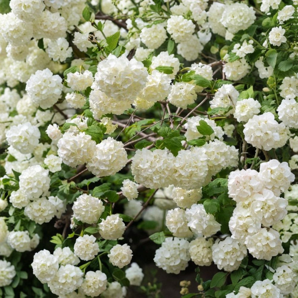 Chinese Snowball Viburnum – Sterile Viburnum Live Plant | 3.5 Inch Pot | Showy White Flowering Shrub | Privacy Hedge | Easy to Grow