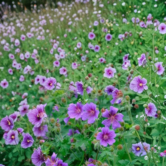 Himalayan Cranesbill Geranium Seeds – Hardy Perennial | 25+ Seeds Included | Purple Blue Garden Blooms | Pollinator Friendly | Easy to Grow