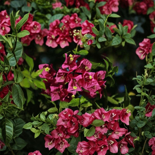 Red Purple Bougainvillea – Bougainvillea Live Plant | 4 Inch Pot | Vibrant Tropical Flowering Shrub | Full Sun Plant | Drought Tolerant | Patio & Container Plant